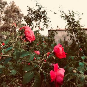 vườn hồng southern skincare