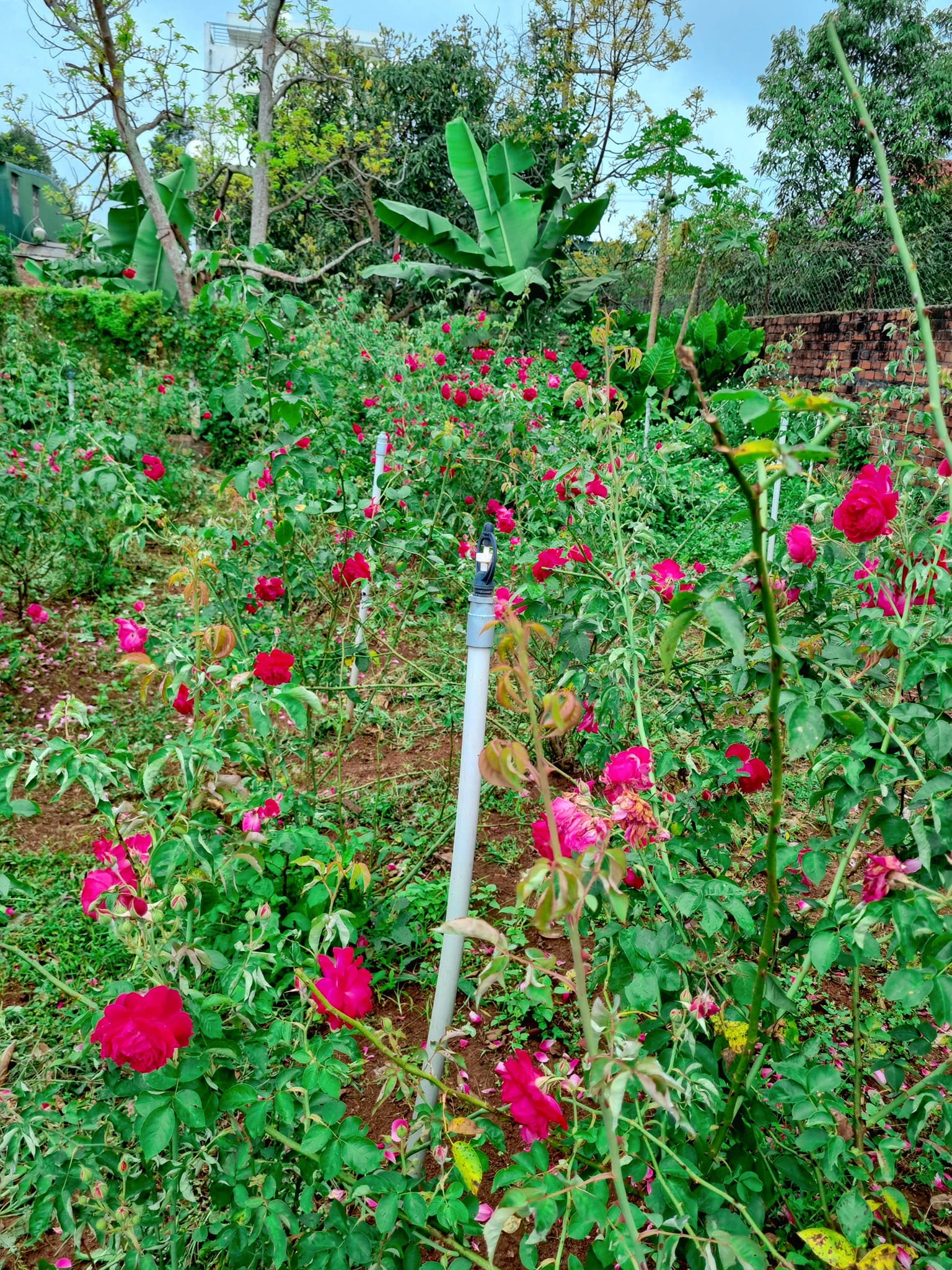 Vườn hồng Nguyễn Phượng