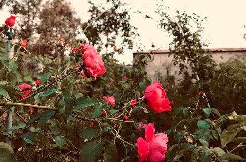 vườn hồng southern skincare