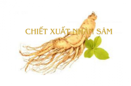 Chiết xuất nhân sâm